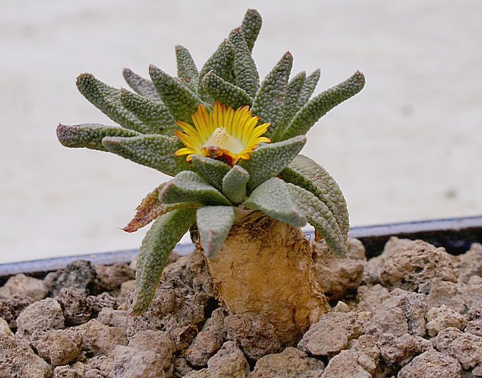 Mesembryanthemum vittatum